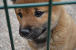 Allevamento-Cuccioli-Razza-Shiba-inu-Vendita-Italia-Veneto ...